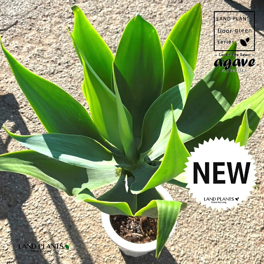 楽天市場】観葉植物：アガベ アテナータ*8号プラポット 現品をお届け