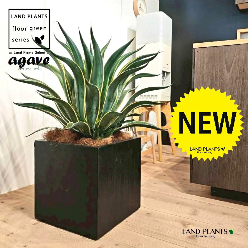 楽天市場】農場直送！アガベ ベネズエラ リュウゼツラン バリエガータ