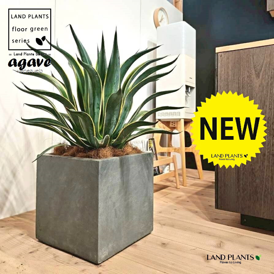 楽天市場】農場直送！アガベ ベネズエラ リュウゼツラン バリエガータ