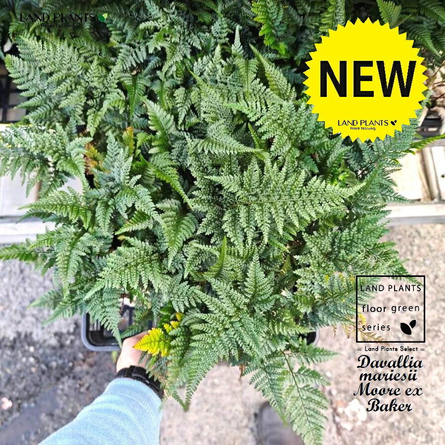 楽天市場】軒忍 多度雲龍 3号鉢 ノキシノブ 古典植物 シダ植物 山野草