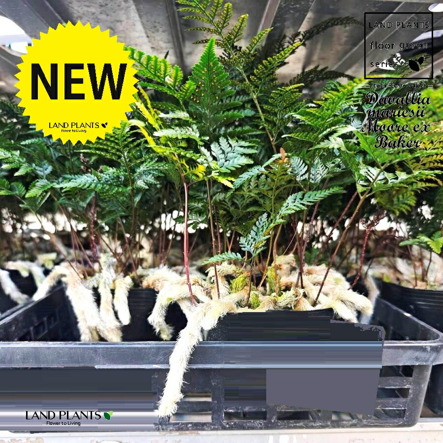 楽天市場】軒忍 多度雲龍 3号鉢 ノキシノブ 古典植物 シダ植物 山野草