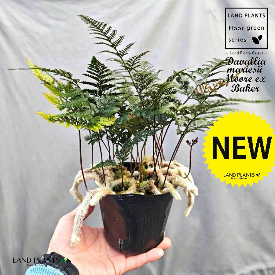 楽天市場】軒忍 多度雲龍 3号鉢 ノキシノブ 古典植物 シダ植物 山野草