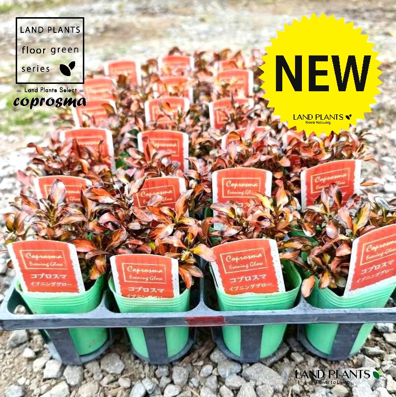 【ケース販売：24入】 コプロスマ（イブニンググロー） 3号 ポット苗 24鉢 コプロスマイブニンググロー coprosma &lsquo;Evening glow&rsquo;｜LAND PLANTS 店
