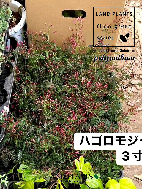 圧倒的人気 本日発送  【MTHFQOS653X】 限定デザイン