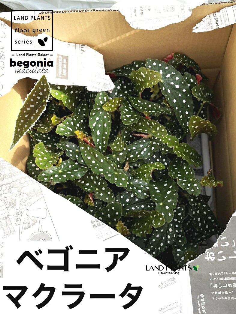 【ケース販売：12入】 ベゴニア（マクラータ） 3.5号 ポット苗 12鉢 シュウカイドウ ベゴニアマクラータ Begonia maculata｜LAND PLANTS 店 17,828円