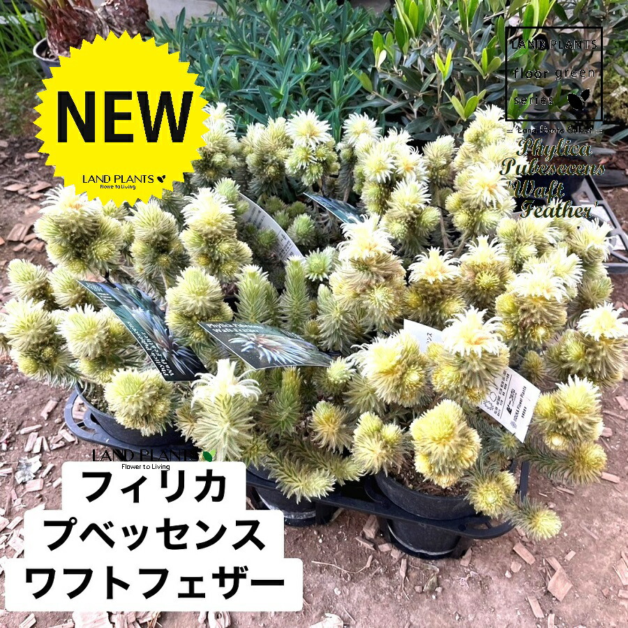 楽天市場】鉢花 観葉植物：フィリカ プベッセンス ワフトフェザー