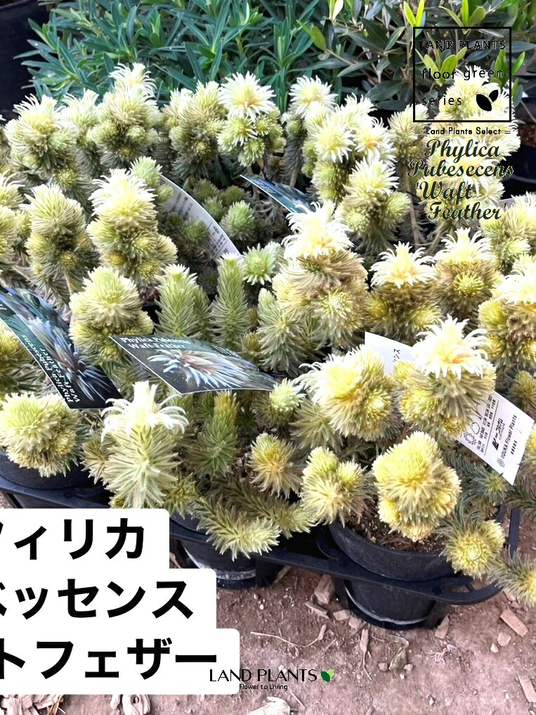 フィリカプベッセンスワフトフェザー7号① 【公式通販】