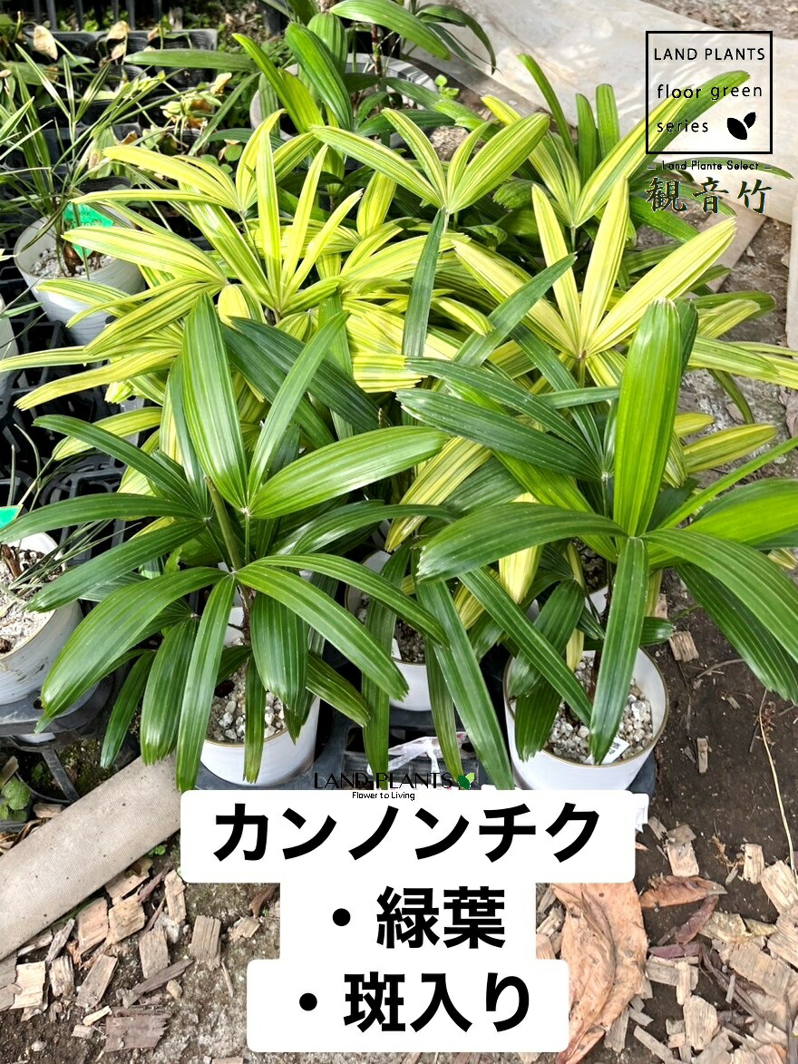 SNSで話題 【即日発送】  【MQ7SVN8WBM2】 限定デザイン
