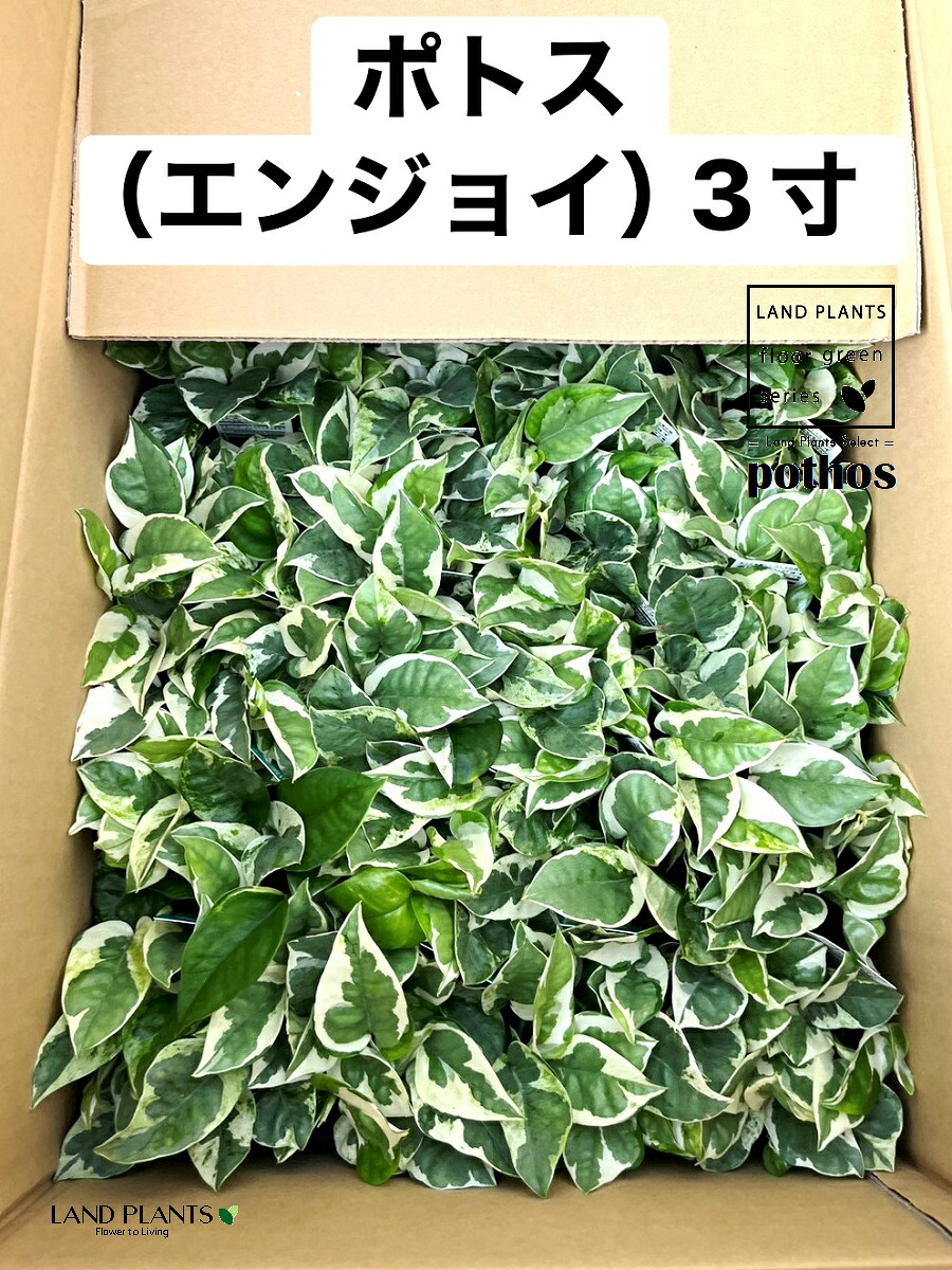 [SNSで話題 在庫あり ] MLXN8BIJKYD (MLXN8BIJKYD)