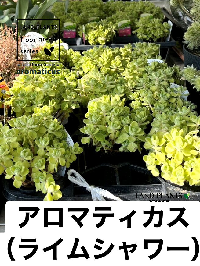 リピート多数 最短翌日お届け MRK77KMI60T [MRK77KMI60T]