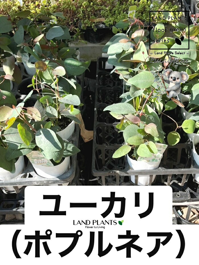 【入れもの売りわたす：24入】 ユーカリノキ（ポプルネア） 3号 ポット苗 24鉢 丸場 マルバ 丸場ユーカリノキ ユーカリノキの木 コアラ コアラの木 Eucalyptus polyanthemos