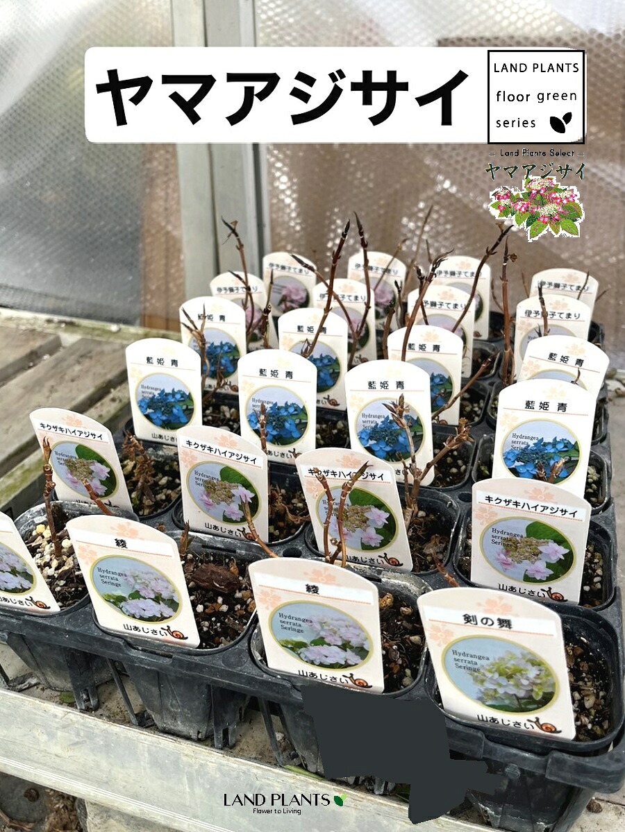 【入れもの売りわたす：24入】 まっ盛り紫陽花（おまかせ亜種） 3.5号 ポット苗 24鉢 サワ紫陽花 山アジサイ アジサイ 紫陽花 剣の舞 藍姫青 綾 キクザキハイアジサイ 伊予百獣の王てまり Hydrangea