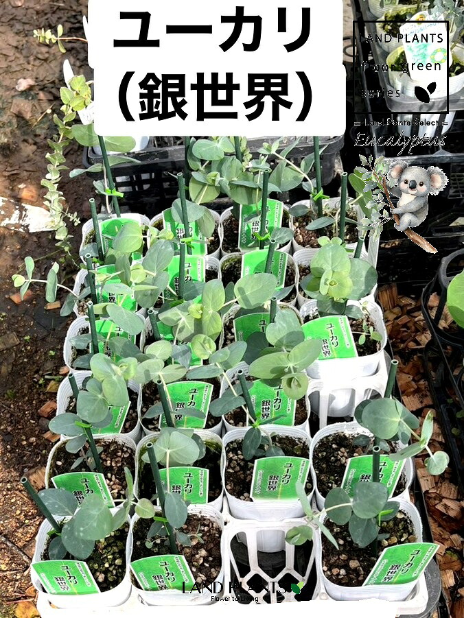 リピート多数 あす楽対応 MC3UAG6ZZSC [MC3UAG6ZZSC]
