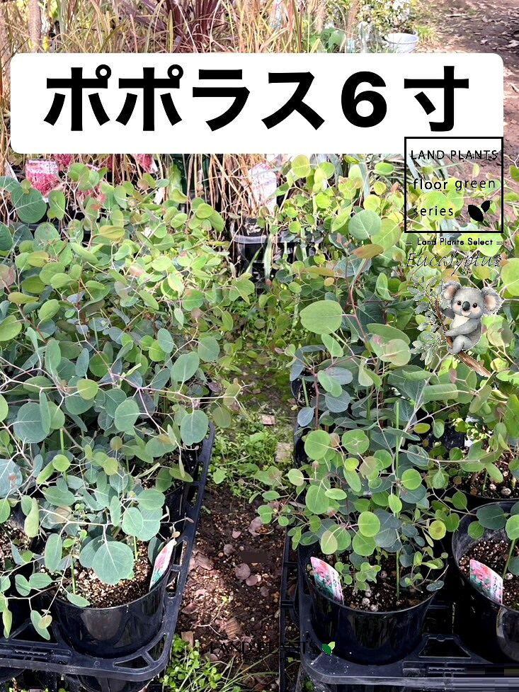 在庫あり  【MRO64Z42QH6】 限定デザイン