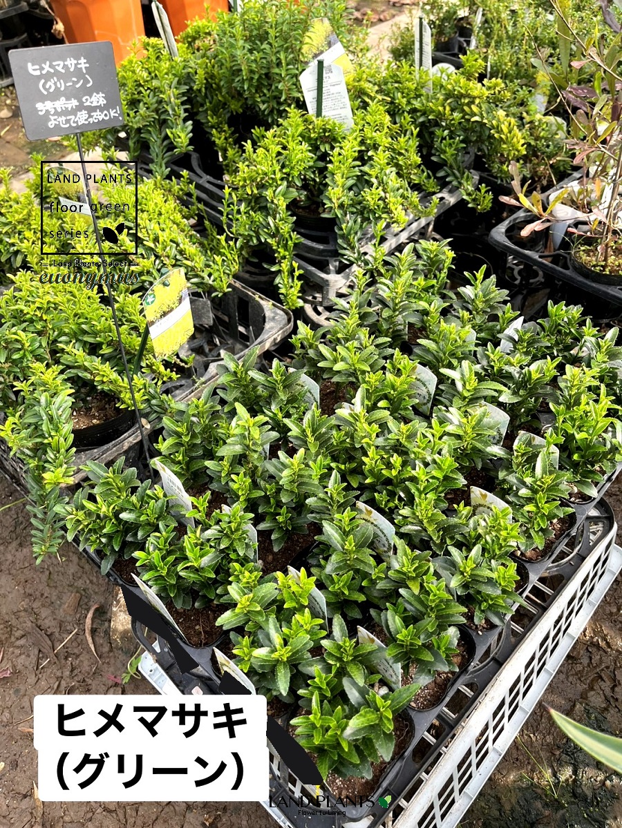 売れ筋 【即日発送】 MFESVCCW10X 型番:MFESVCCW10X