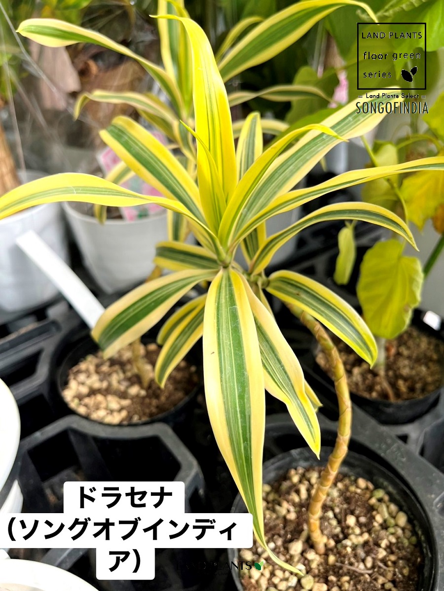 今季注目 あす楽対応 MARA7NA6AFJ 型番:MARA7NA6AFJ