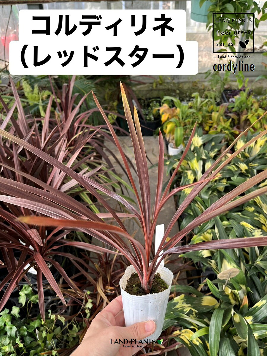 今季注目 MH7P7JFM3UR [MH7P7JFM3UR]