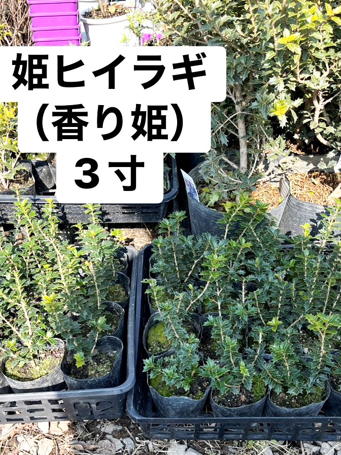 圧倒的人気 在庫あり MNAPFI2YWVE 型番:MNAPFI2YWVE