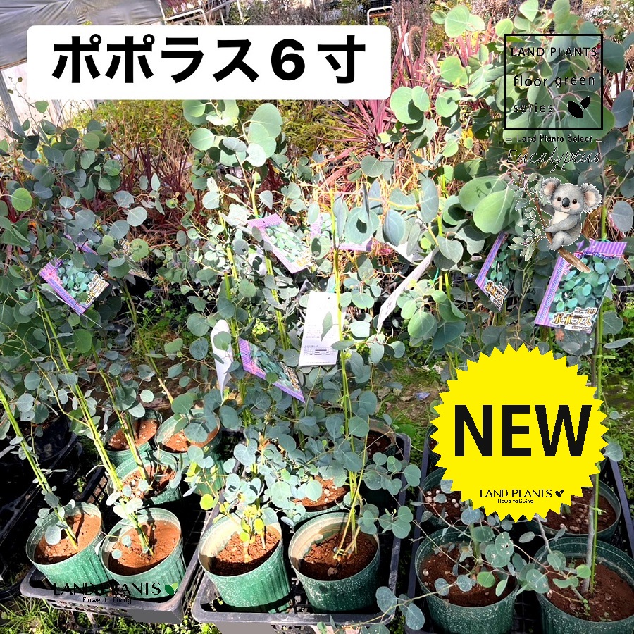 ユーカリ（ポポラス：80cm） 6号 ポット苗 1鉢 丸場 マルバ 丸場ユーカリ ユーカリの木 コアラ コアラの木 Eucalyptus polyanthemos
