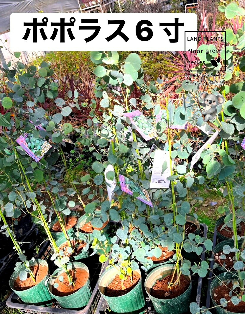 【入れもの売りわたす：6入】 ユーカリノキ（ポポラス：80糎） 6号 ポット苗 6鉢 丸場 マルバ 丸場ユーカリノキ ユーカリノキの木 コアラ コアラの木 Eucalyptus polyanthemos