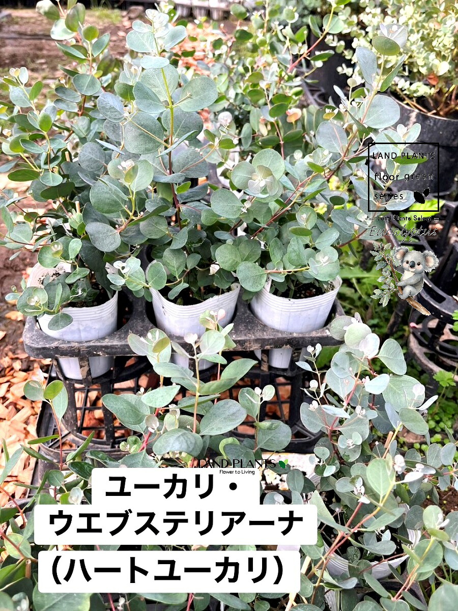 【入れもの売りわたす：15入】 ユーカリノキ（ウェブステリアーナ：ハート型ユーカリノキ） 3.5号 ポット苗 15鉢 丸場 マルバ 丸場ユーカリノキ ユーカリノキの木 コアラ コアラの木 Eucalyptus polyanthemos