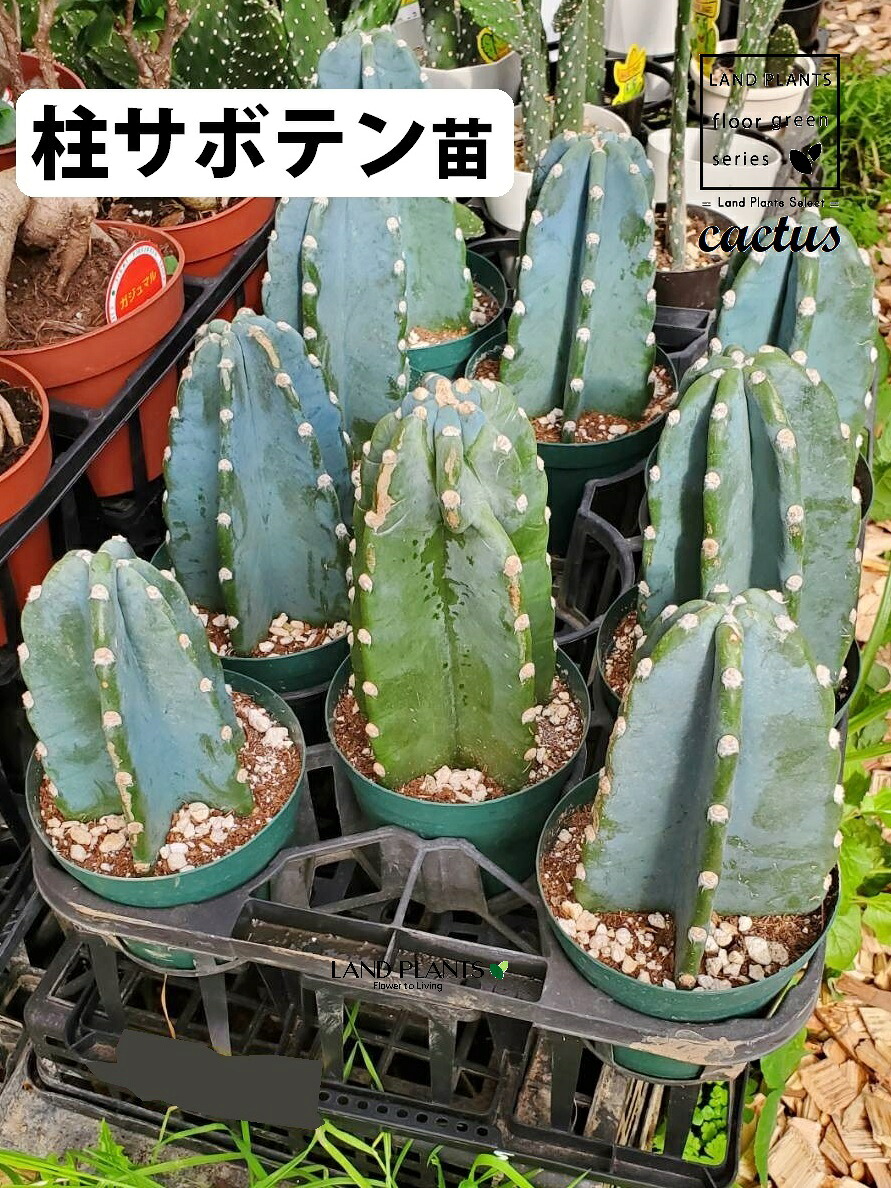 【ケース販売：11入】 サボテン （柱サボテン：鬼面角） 3.5号 プラスチック苗 11鉢 ハシラサボテン cactus