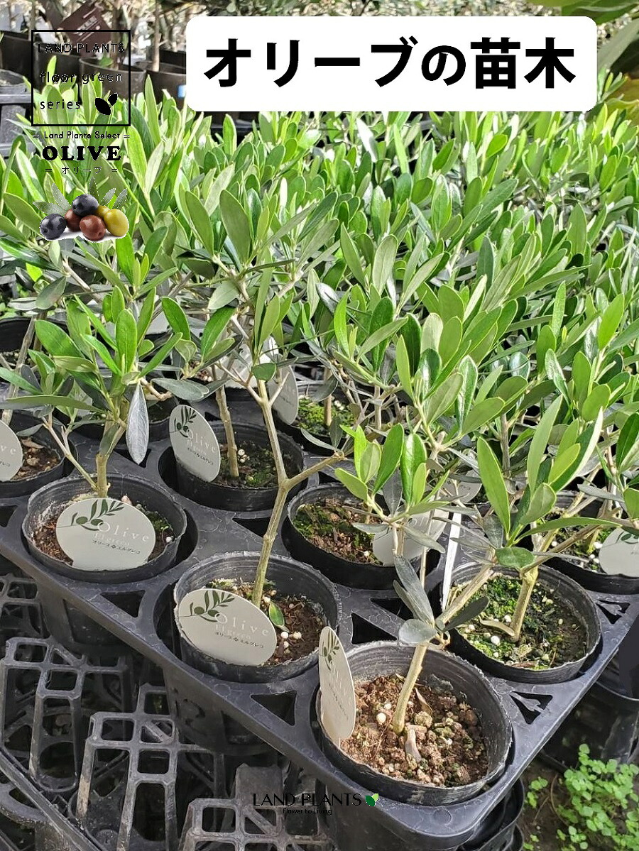 【ケース販売：15入】 オリーブの苗木（オリーブ） 3.5号 ポット苗 15鉢 オリーブの木 オリーブの樹 結婚式で両親へのプレゼント 結婚式の記念品 両親贈呈ギフト 両親贈呈品 OLIVE