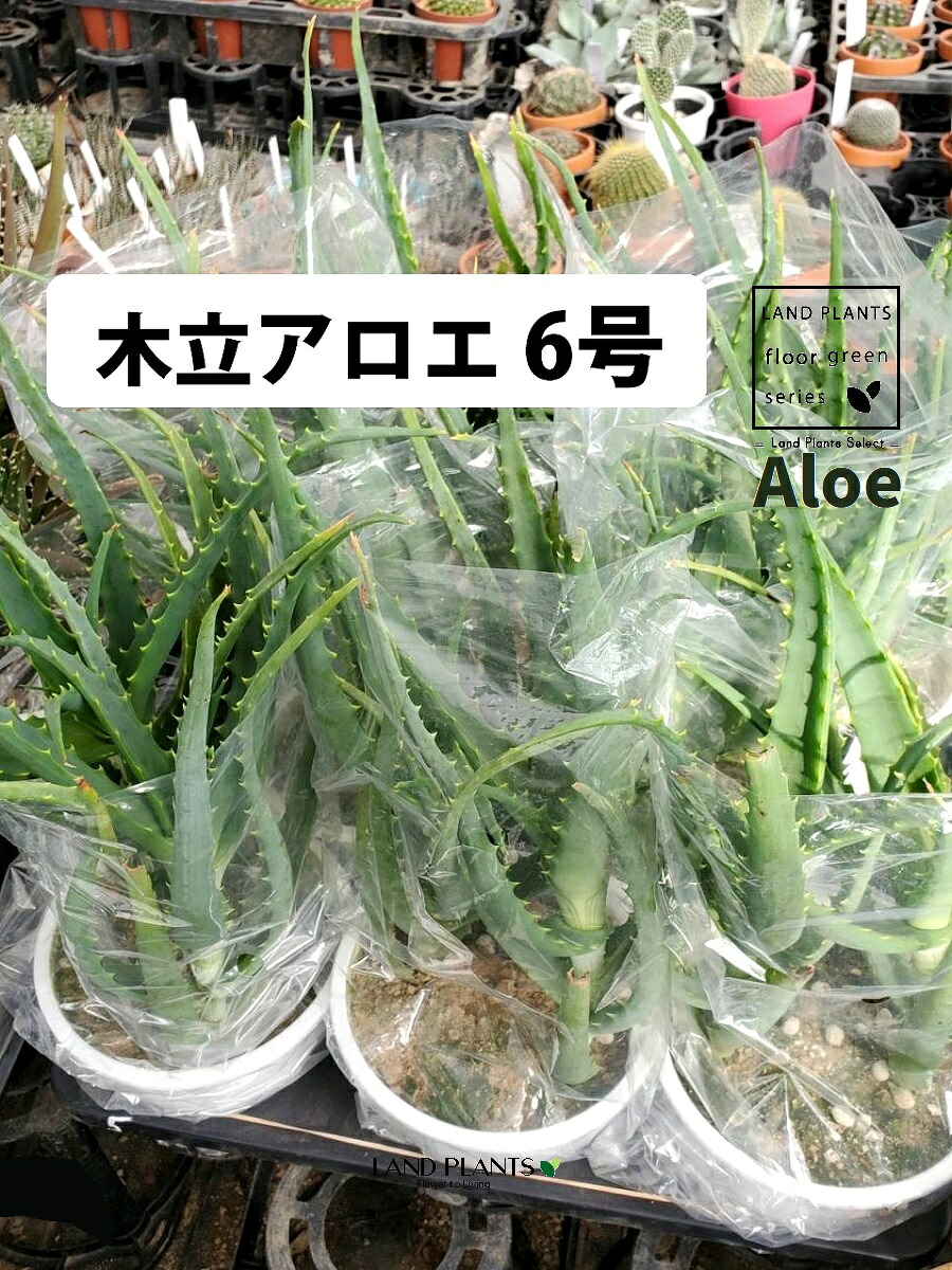 【ケース販売：6入】 アロエ （木立アロエ：キダチアロエ） 6号 プラスチック苗 6鉢 aloe