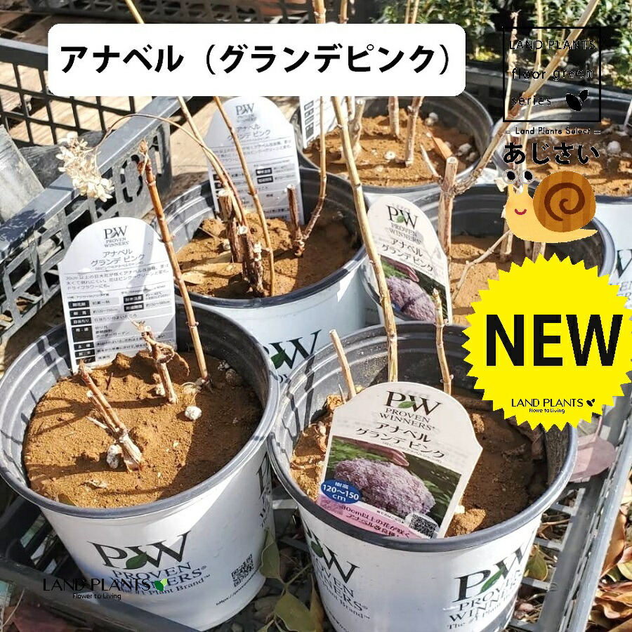 アメリカアジサイ（アナベル：グランデピンク） 6号 ポット苗 1鉢 ライムアナベル アナベル 紫陽花 アジサイ あじさい アメリカノリノキ アルボレスケンス 西洋紫陽花 セイヨウアジサイ Hydrangea arborescens ‘Annabelle’