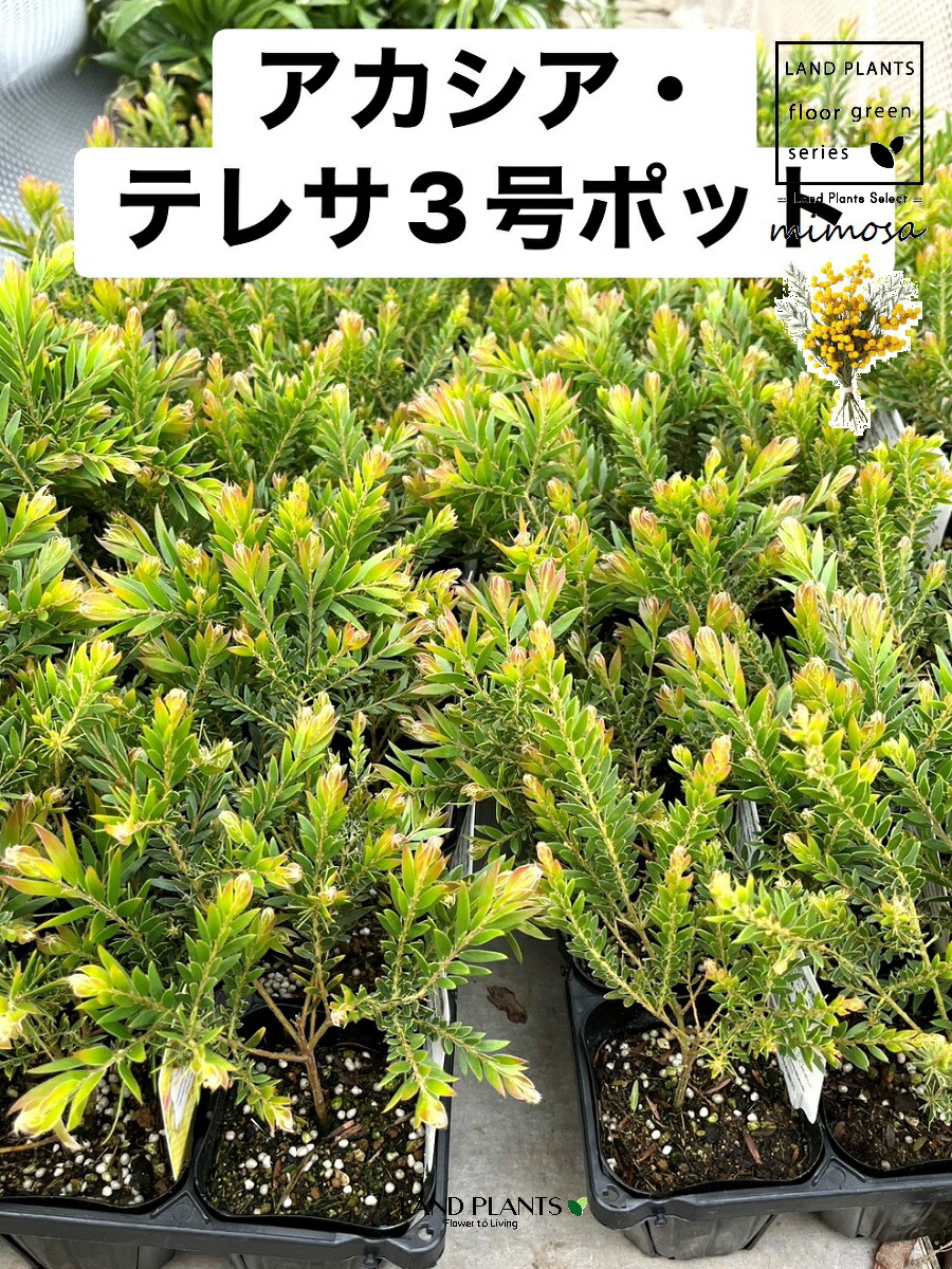 【容れもの売りわたす：24入】 アカシア（テレサ） 3号 ポット苗 24鉢アカシアテレサ 鉢植えミモザアカシア アカシアの木 観葉草木ACACIA FIMBRIATA \