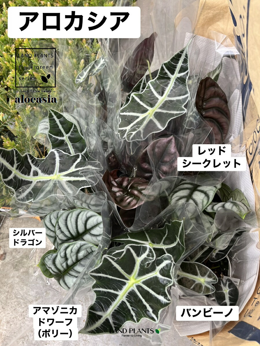 【ケース販売：11入】 アロカシア（シルバードラゴン・レッドシークレット・アマゾニカドワーフ・バンビーノ） 4号 プラスチック鉢 11鉢 バギンダ アロカシアシルバードラゴン Alocasia baginda ilver Dragon