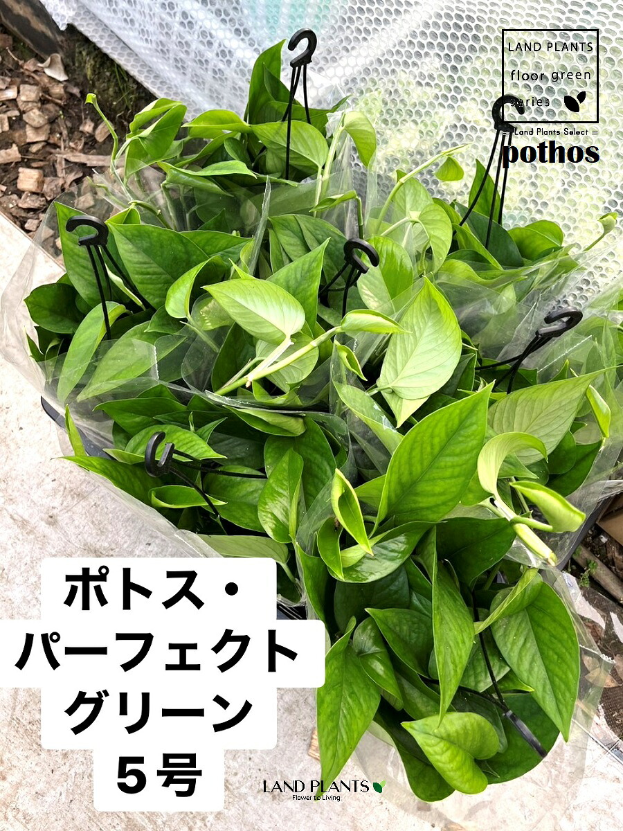 リピート多数 本日発送  【MIURZJMKXOQ】 限定デザイン