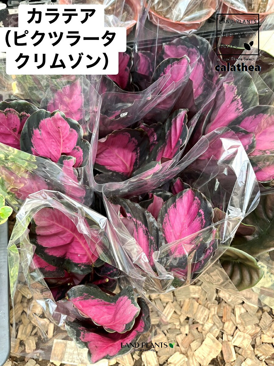 【ケース販売：11入】 カラテア（ピクツラータクリムゾン） 3.5号 ポット苗 11鉢カラテアピクツラータクリムゾン calathea｜LAND PLANTS 店