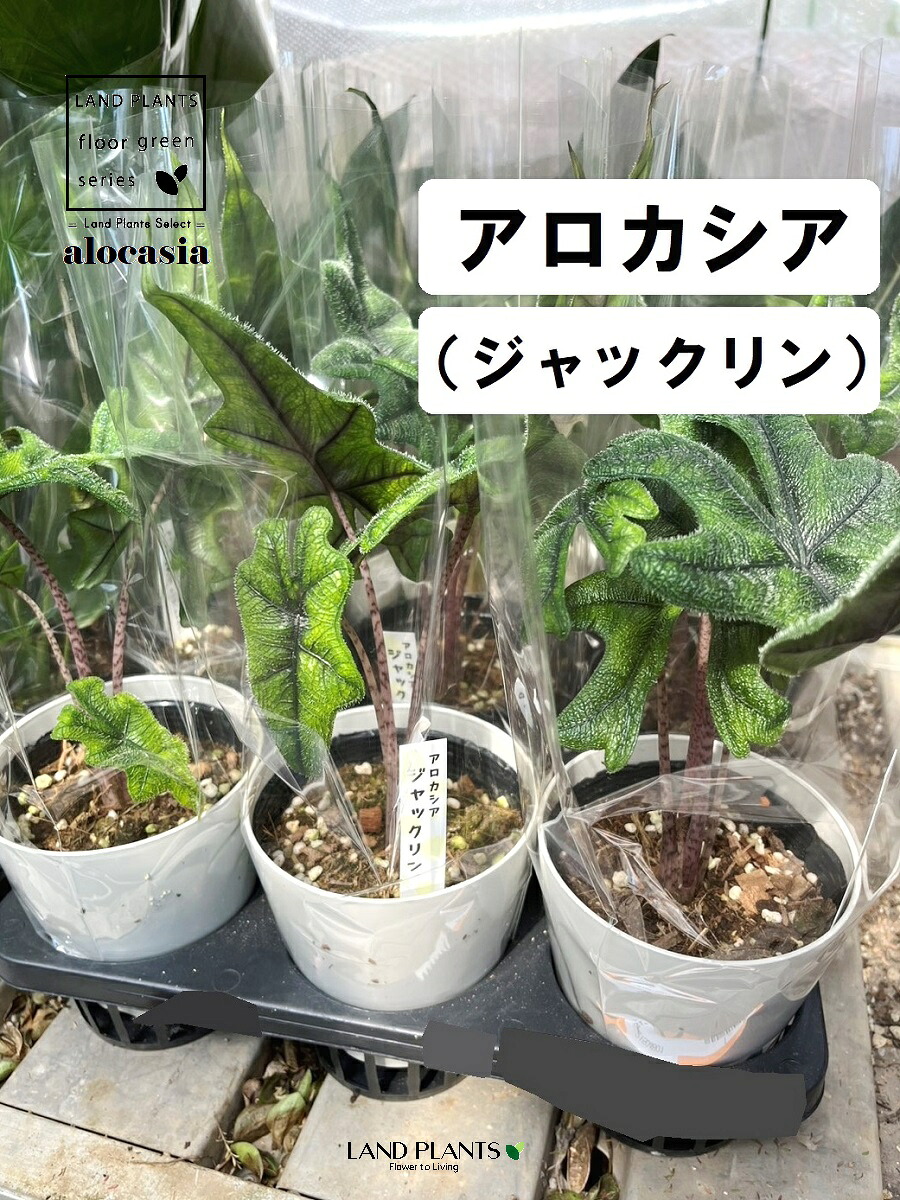 【ケース販売：12入】 アロカシア（ジャックリン） 4号 プラスチック鉢 12鉢 アロカシアジャックリン Alocasia jacklyn