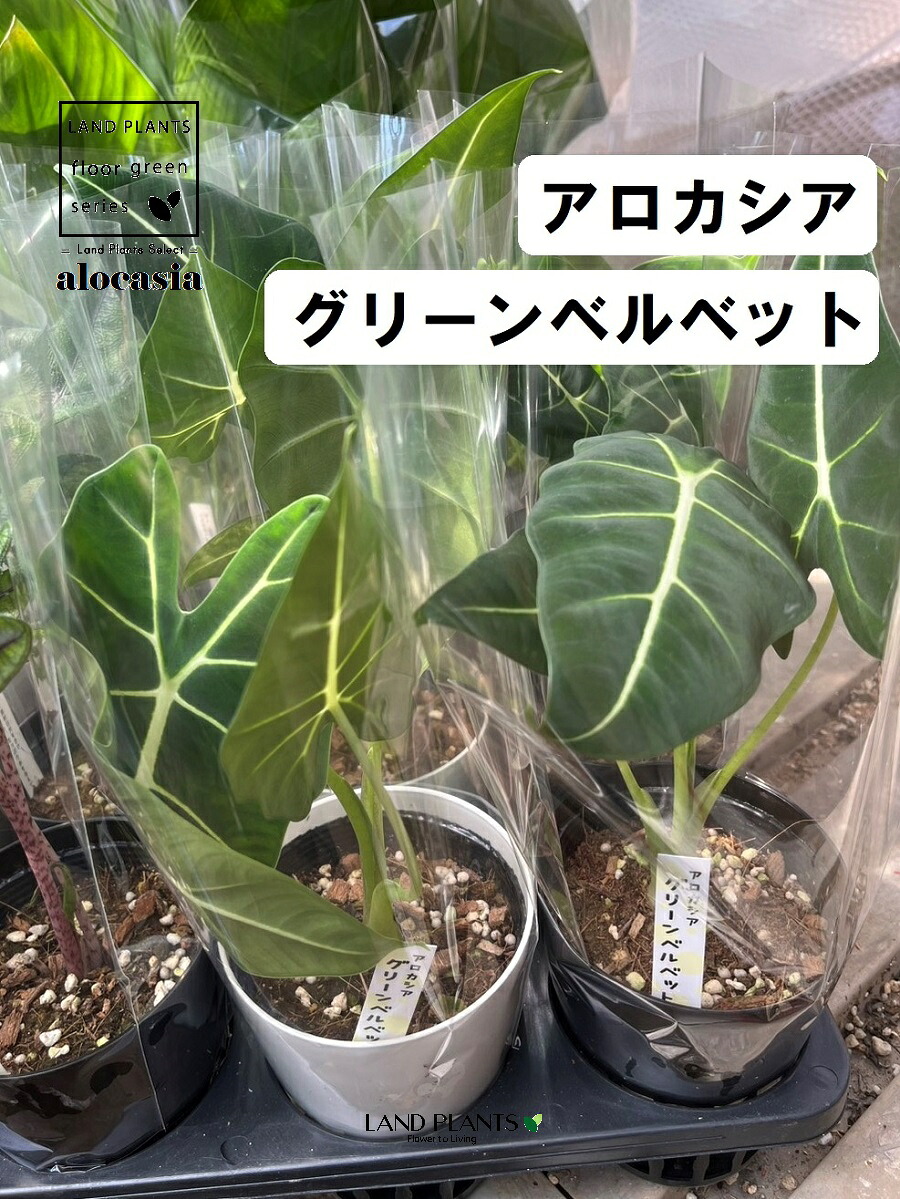 大人気 最短翌日お届け MQXXQGLRAZM [MQXXQGLRAZM]