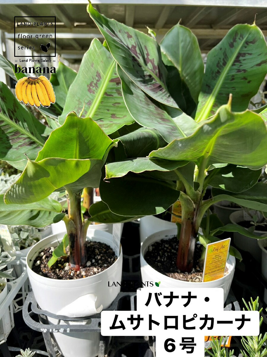 【入れもの売りわたす：6入】 バナナの木（ムサトロピカーナ）  6号 可塑性物質苗 6鉢 H60糎座標軸 エテ公バナナの木 ドワーフバナナ バナナの木の木 Banana