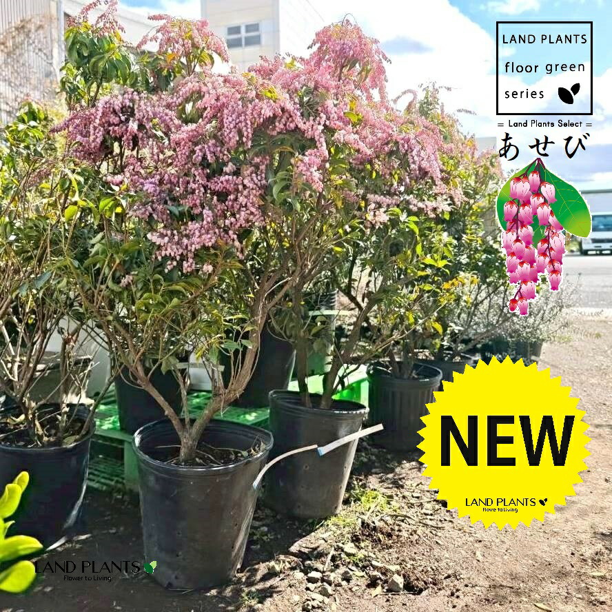 アセビ（馬酔木：ピンク） 7号 ポット苗 1鉢 アシビ アセボ 有毒植物 常緑広葉樹 低木 小高木 樹高1.5ｍ～5ｍ Japanese andromeda Pieris japonica subsp. japonica 6,660円