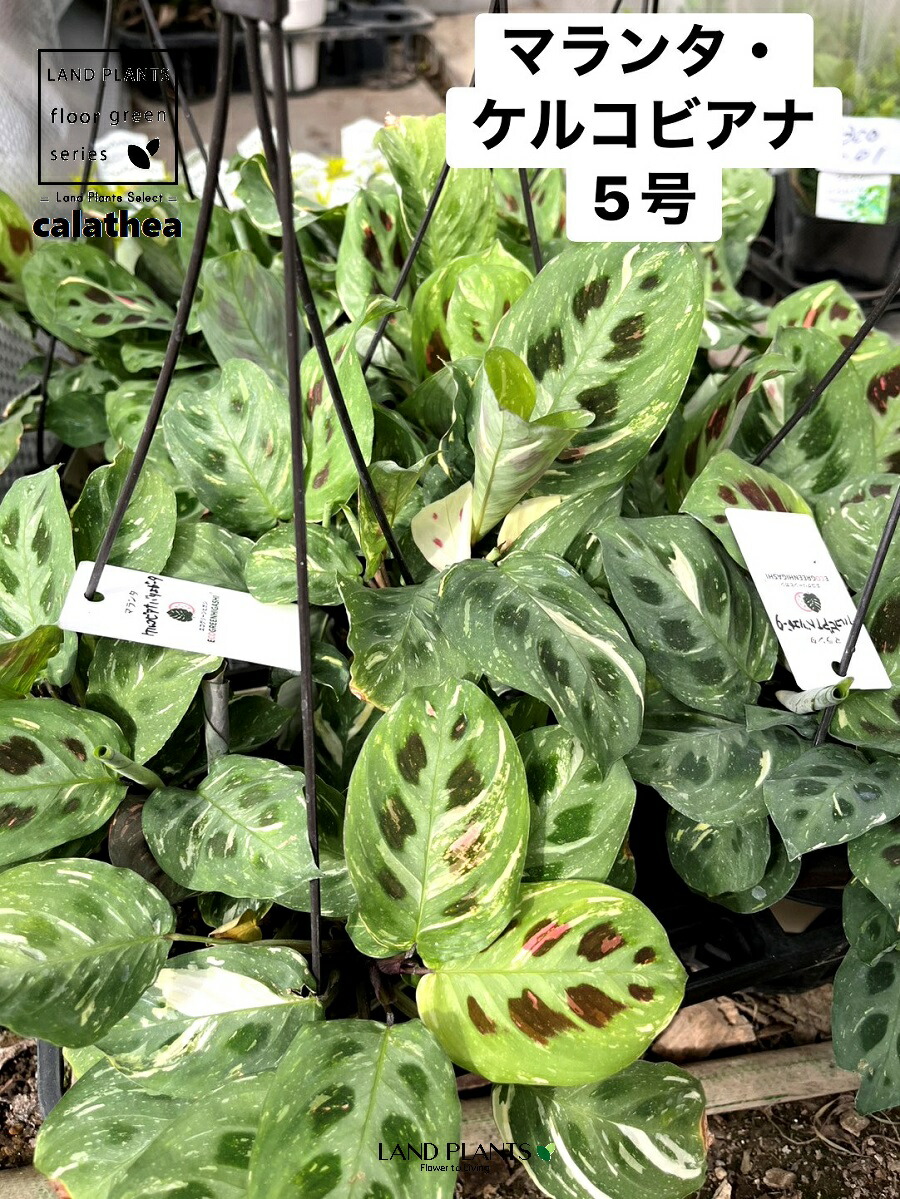 【入れもの売りわたす：5入】 カラテア（マランタ・ケルコビアナ） 5号 吊り鉢 可塑性物質製 5鉢 カラテアマランタケルコビアナ calathea