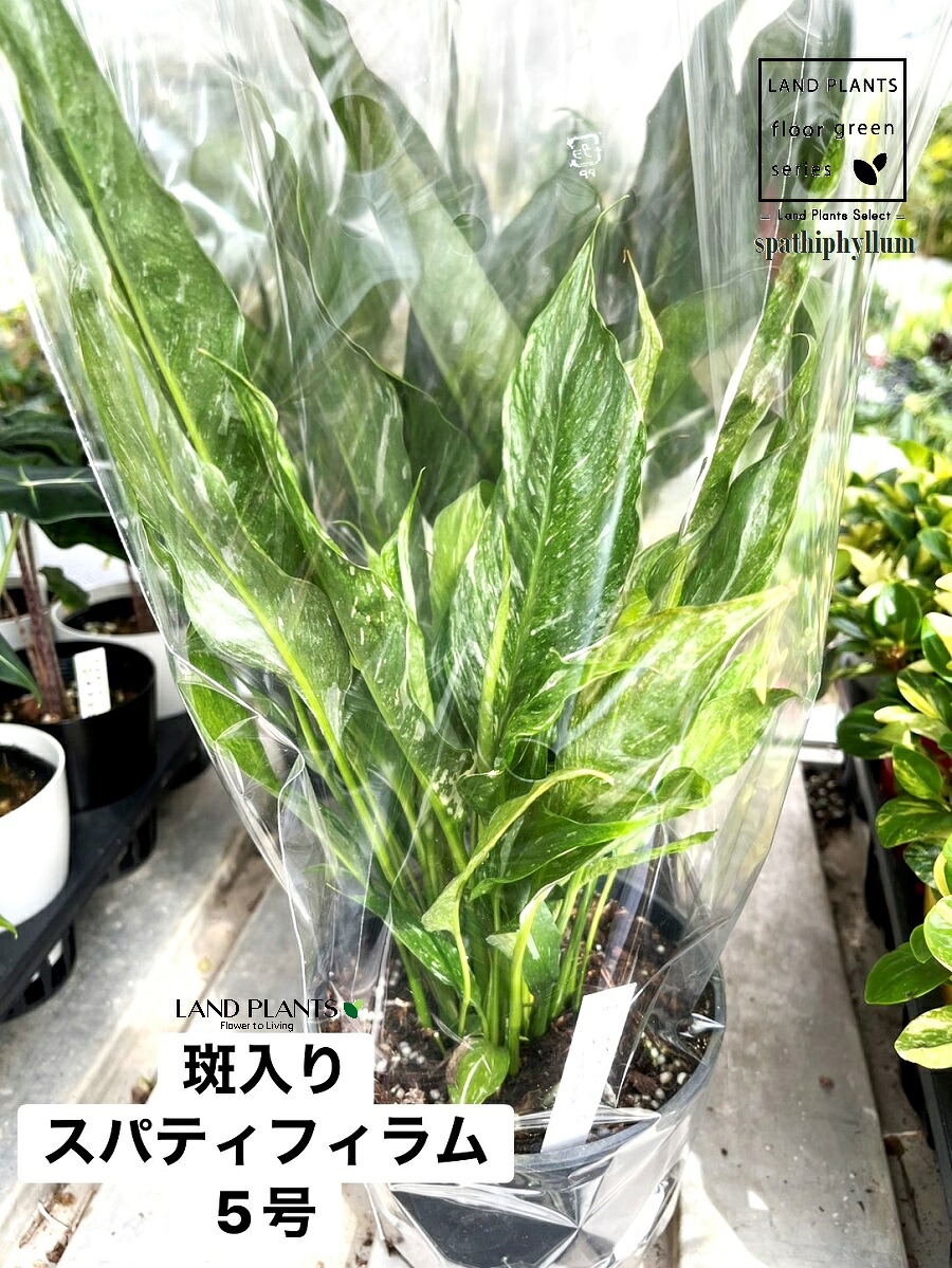 【ケース販売：6入】 スパティフィラム（斑入り：ドミノ） 5号 プラスチック鉢 6鉢 スパティフィラムドミノ Spathiphyllum Domino