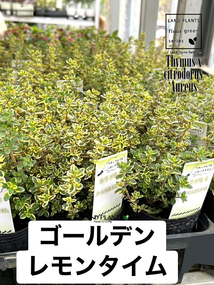 今季注目 本日発送 MDW5LGAIHNZ 型番:MDW5LGAIHNZ