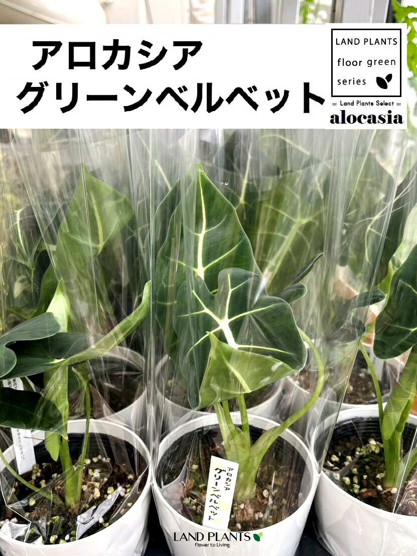 【即日発送】  【MANYYLROBBG】 限定デザイン