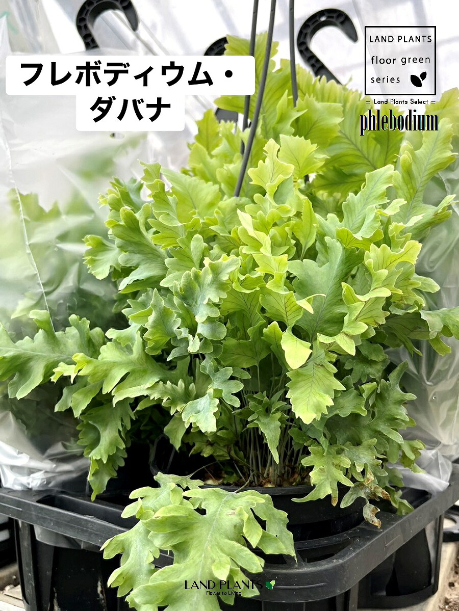 リピート多数  【ME8VCQ8KJL4】 限定デザイン