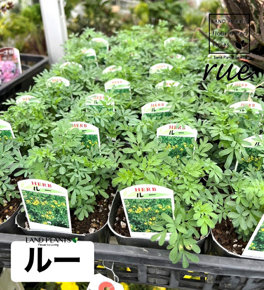 圧倒的人気 最短翌日お届け  【M4F50POYYFW】 限定デザイン