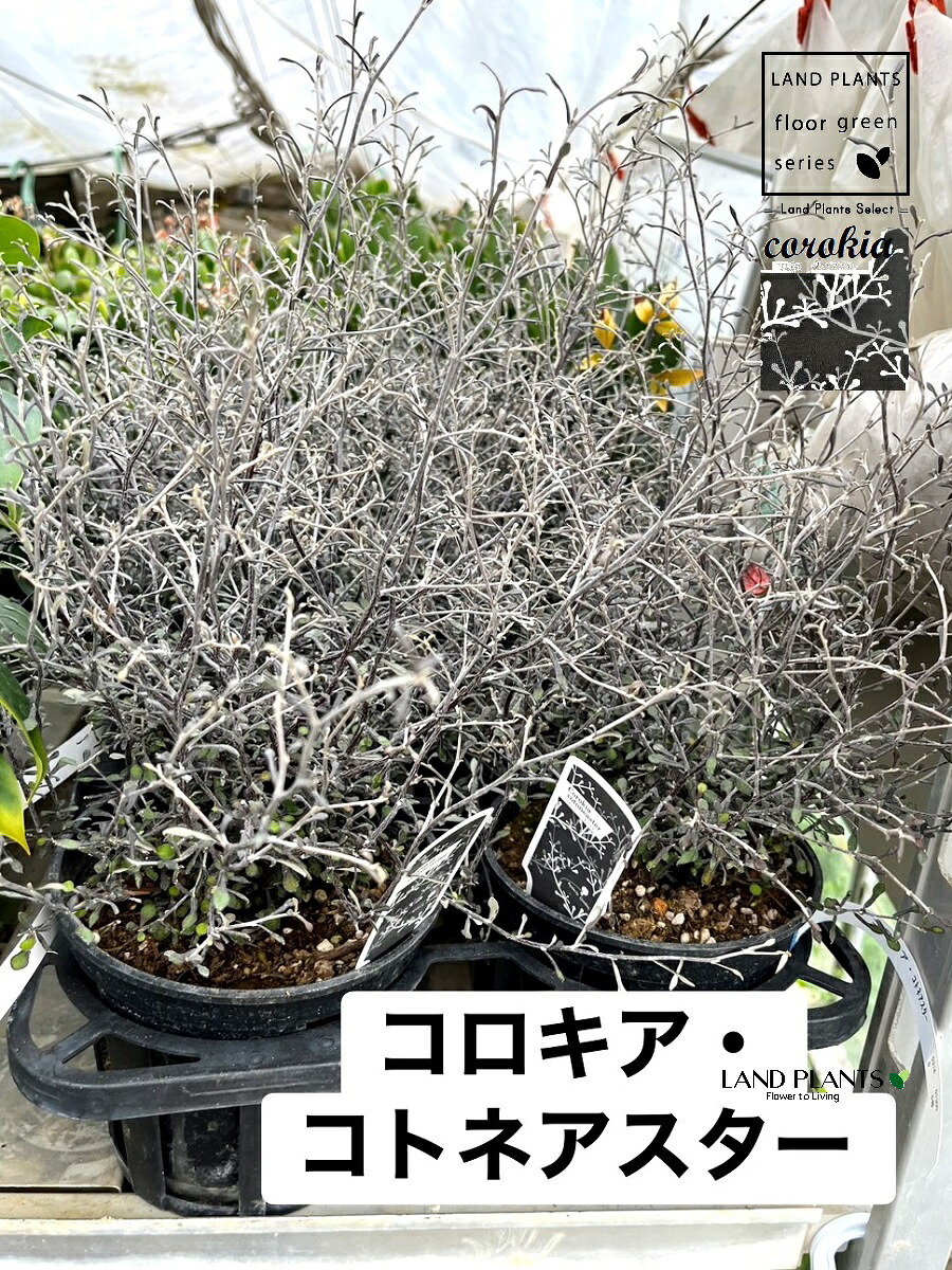【入れもの売りわたす：6入】 コロキア（コトネアスター） 6号 可塑性物質苗 6鉢 コロキアコトネアスター Corokia cotoneaster