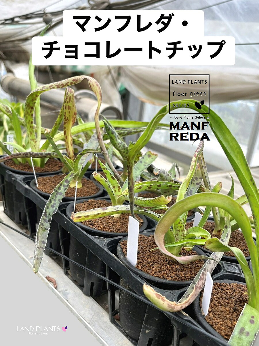 【入れもの売りわたす：10入】 マンフレダ（黒茶手当て） 3.5号 可塑性物質鉢 10鉢 マンフレダチョコレートチップ Manfreda undulata \u0027Chocolate Chips\u0027