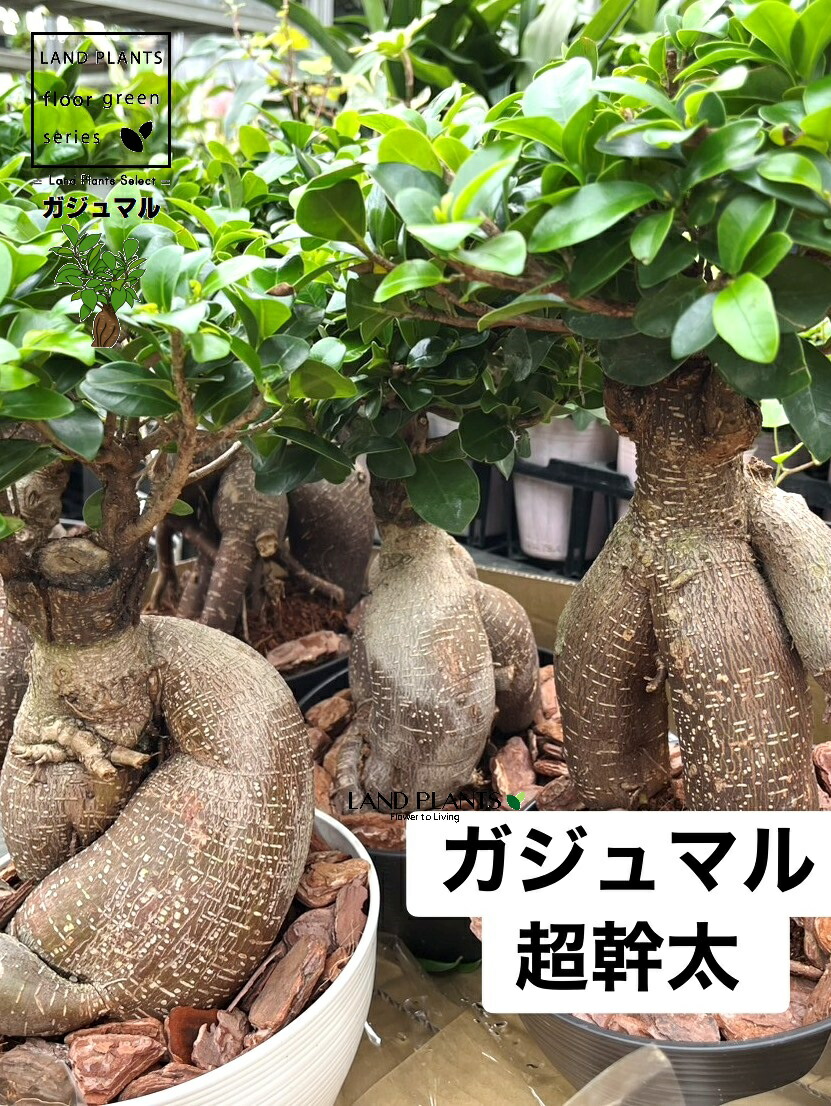 【ケース販売：3入】 ガジュマル（超幹太） 6号 浅型 プラスチック鉢 3鉢 中国ガジュマル 接ぎ木 がじゅまる 沖縄 多幸の木 キジムナー 精霊 細葉榕 正榕 榕樹 我樹丸 Ficus microcarpa