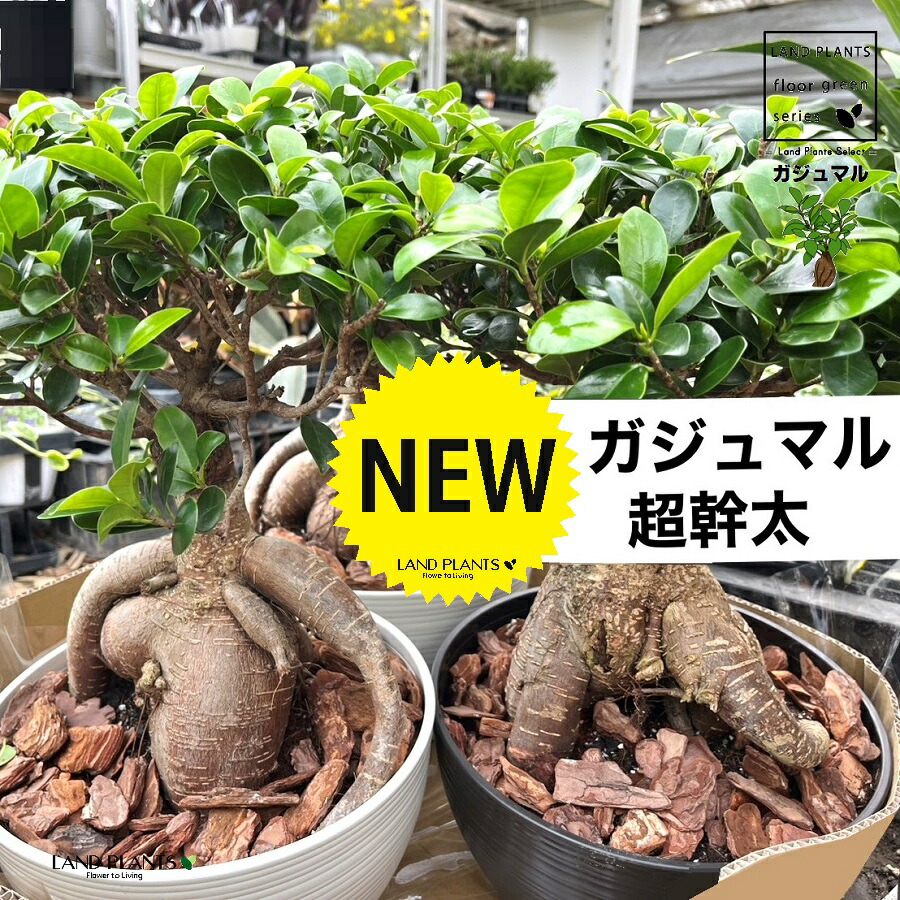 ガジュマル（超超幹太） 8号 浅型 プラスチック鉢 1鉢 中国ガジュマル 接ぎ木 がじゅまる 沖縄 多幸の木 キジムナー 精霊 細葉榕 正榕 榕樹 我樹丸 Ficus microcarpa