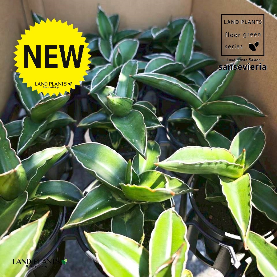 [圧倒的人気 【即日発送】 ] MTPPOA9GROW (MTPPOA9GROW)
