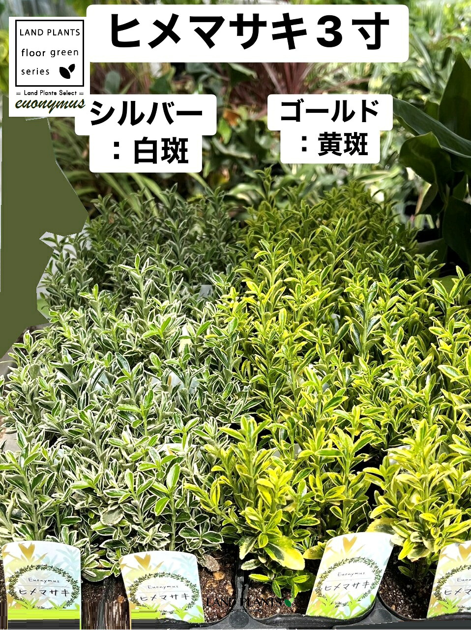 最短翌日お届け  【ME6JGPAPNLC】 限定デザイン