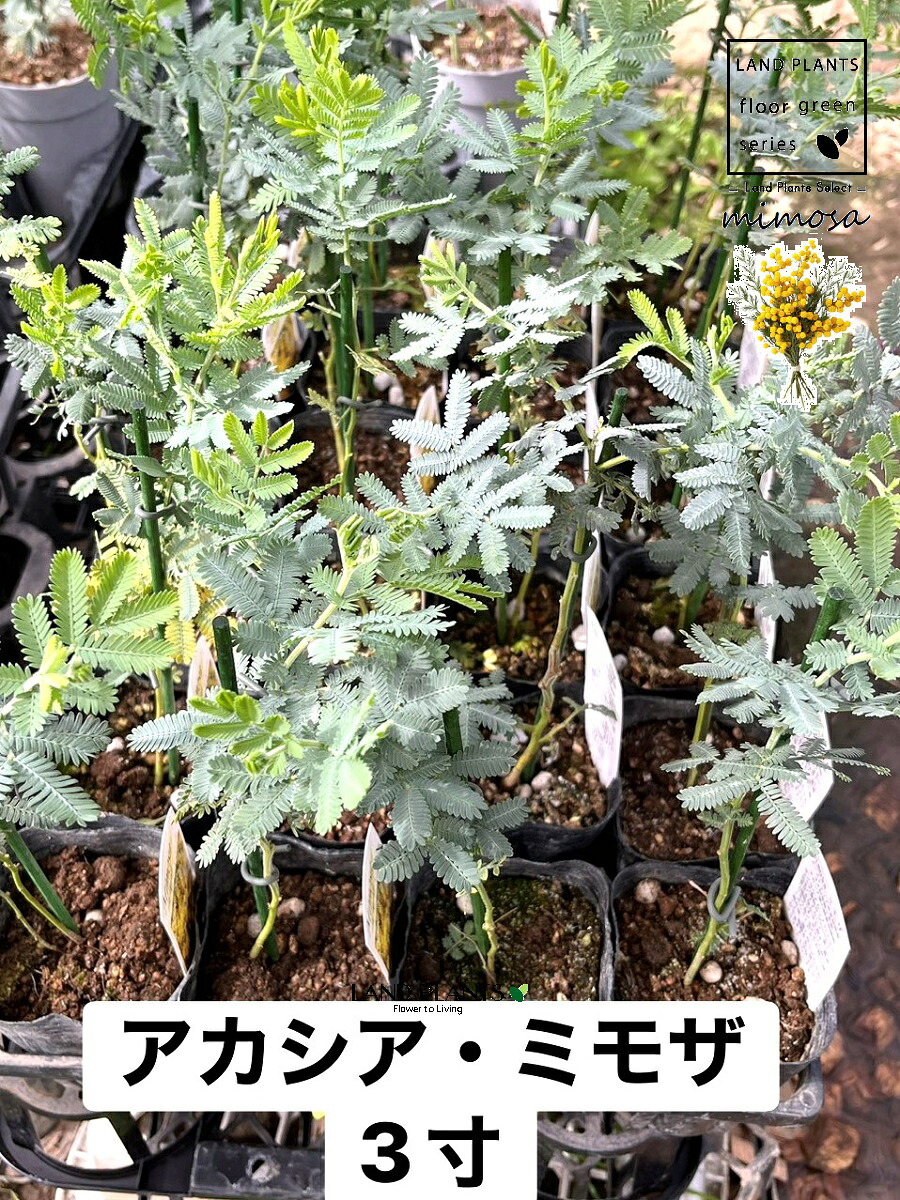 【入れもの売りわたす：24入】 アカシア（ミモザ） 3号 ポット苗 24鉢 フサアカシア（房金合歓の木） ワットルジュ ハナアカシア ギンヨウアカシア  ミモザアカシア Acacia dealbata mimosa